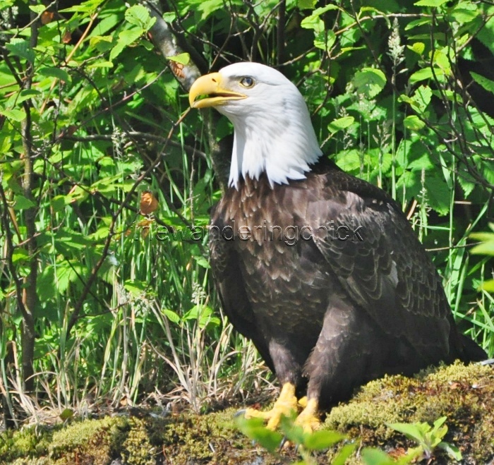 eagle